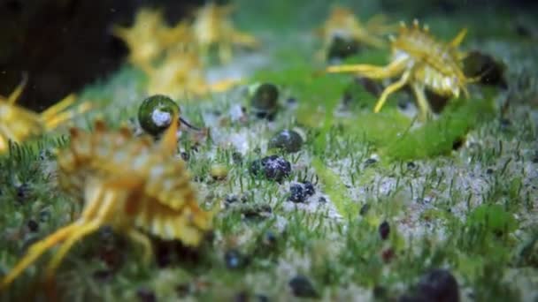 バイカル湖での黄色の甲殻類のザリガニマクロ撮影. — ストック動画