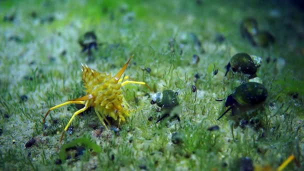 Vida subaquática de crustáceos lagostim com escudo amarelo macro tiro . — Vídeo de Stock