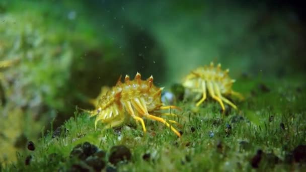 バイカル湖での黄色の甲殻類のザリガニマクロ撮影. — ストック動画