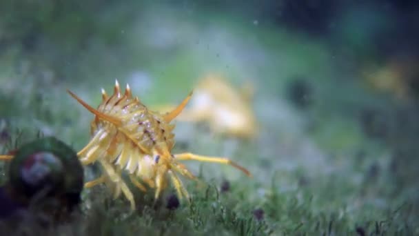 Cangrejo de río crustáceo amarillo macro tiro en la fauna submarina del lago Baikal. — Vídeos de Stock