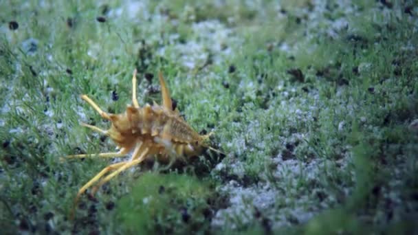 Cáncer de cangrejo de río crustáceo amarillo único, similar al camarón en Baikal . — Vídeos de Stock