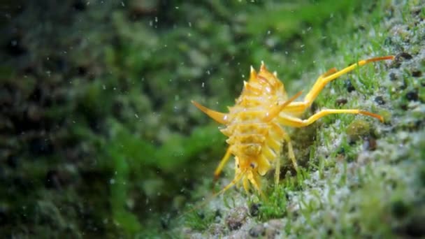 Cangrejo de río crustáceo amarillo macro tiro en la fauna submarina del lago Baikal. — Vídeos de Stock