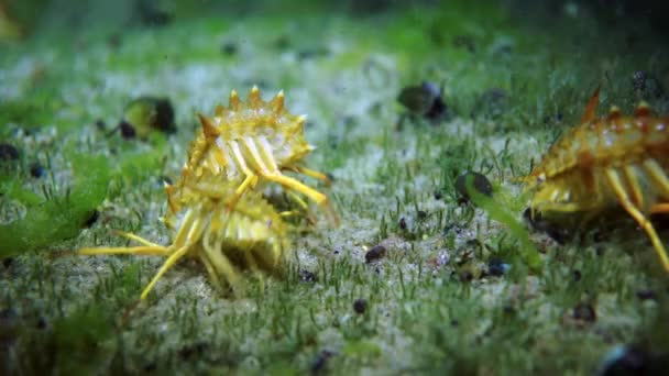 Écrevisses de crustacés jaunes macro tir dans le lac Baïkal . — Video