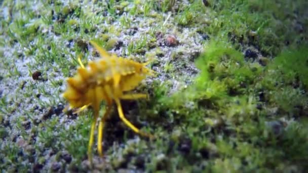 バイカル湖の水中動物相での黄色の甲殻類のザリガニマクロ撮影. — ストック動画