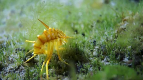 Baykal 'ın sualtı faunasında parlak sarı kabuklu kerevit karidesi. — Stok video