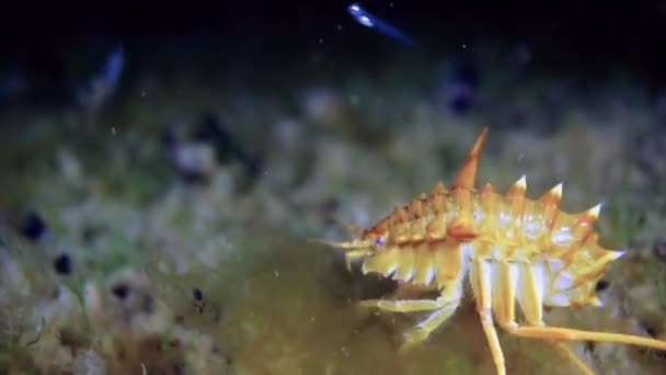 Cáncer de cangrejo de río crustáceo amarillo único, similar al camarón en Baikal . — Vídeos de Stock