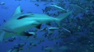 Tonga 'nın sualtı okyanusunda balık sürüsü.