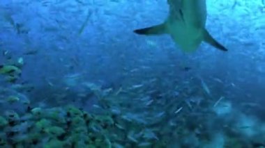 Tonga 'nın sualtı okyanusundaki balık sürüleri.