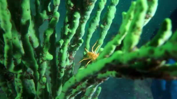 Heldere gele kreeftachtige kreeftachtigen garnalen in onderwaterfauna van Baikal. — Stockvideo