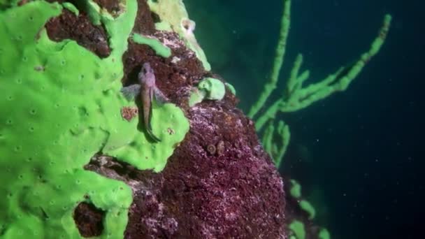 Leuchtend gelbe Krebskrebse in der Unterwasserfauna des Baikalsees. — Stockvideo