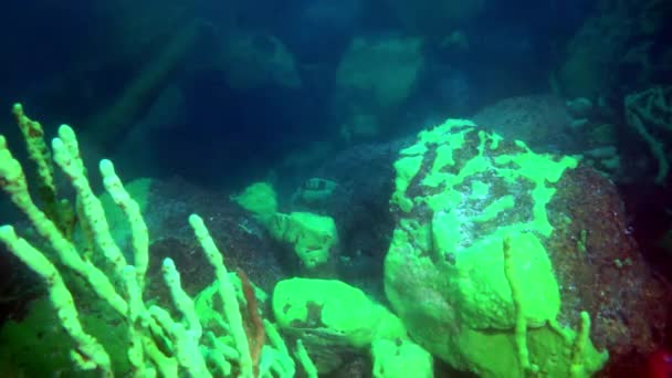 Leuchtend gelbe Krebskrebse in der Unterwasserfauna des Baikalsees. — Stockvideo