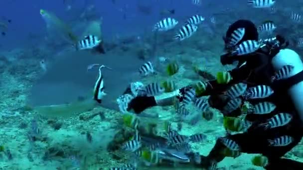 Feeding pack of sharks in school of fish from hands of diver underwater. — Stock Video