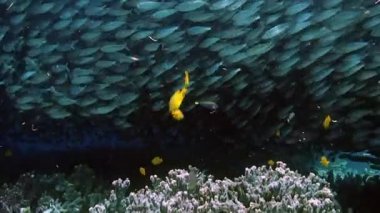 Filipinler 'in sualtı okyanusunda beyazlar ve gümüşi balıklar okulu.