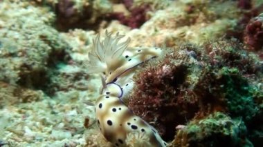 İki çıplak yumuşakça deniz salyangozu Kromodoris görkemli ve yuvarlak.