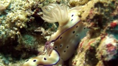 İki çıplak yumuşakça deniz salyangozu Kromodoris görkemli ve yuvarlak.