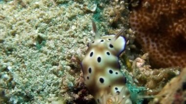 Çıplak yumuşakça deniz salyangozu Kromodoris görkemli ve yuvarlak.