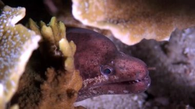 Moray yılan balıkları, Filipin Denizi 'nin sularında mercan altında saklanıyor..