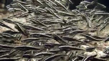 Filipinler 'in sualtı okyanusunda küçük çizgili balık sürüsü.