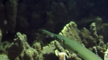 Sarı Çin Trompet Balığı mercan resifinde denizin altında.