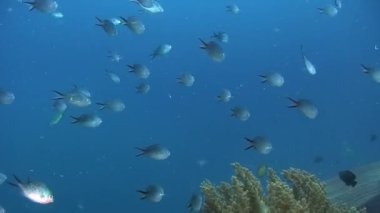 Filipin Denizi 'nin sualtı dünyasında mercan resifinde balık.