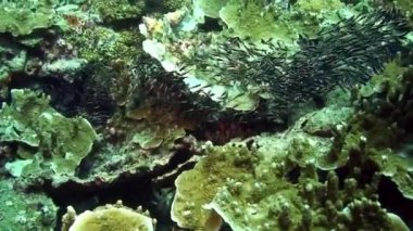 Filipin Denizi 'nin sualtı dünyasındaki küçük balık sürüsü.