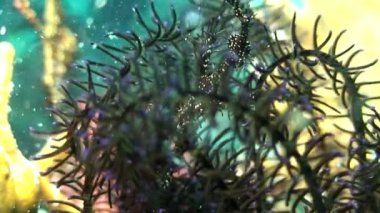 Pembe mercan üzerinde Karadeniz Atı Filipin Denizi sualtı dünyası Gorgonaria.