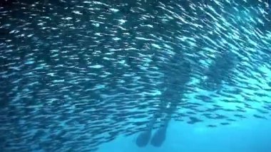 Sualtı mobiletiyle dalgıçlık yapan Filipin Denizi 'ndeki balık okulunda..