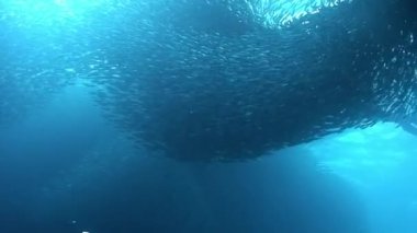 Sualtı mobiletiyle dalgıçlık yapan Filipin Denizi 'ndeki balık okulunda..