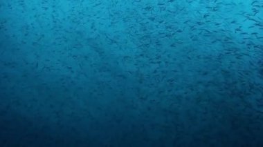 Suyun altındaki balık grupları Filipin Denizi.