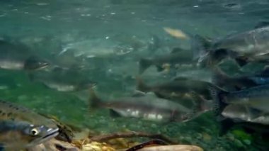 Oncorhynchus Okulu Okhotsk Denizi 'nin sualtı balığı.