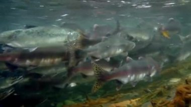 Suyun altındaki somon balığı sürüsü..