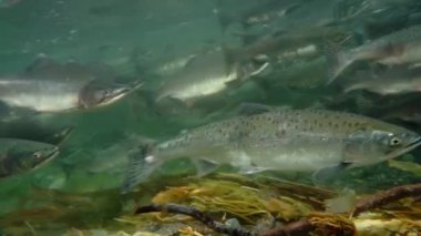 Okhotsk Denizi suları altında somon balığı sürüsü.