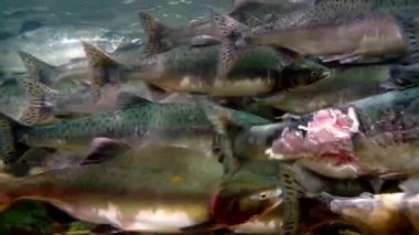 Pembe somon yumurtlama okulunun yakın çekimleri. Su altında balık yetiştirme okulu..