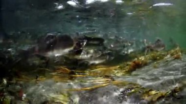 Okhotsk Denizi 'nde somon balığı sürüsü.