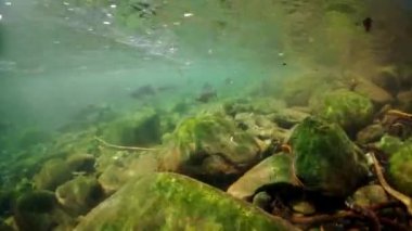 Suyun altında somon balığı okulunu vurmayı planlıyorlar..