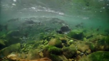 Deniz tabanındaki taşlar ve deniz altındaki pembe somon balığı sürüsü..