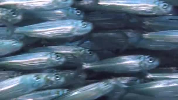Escola de peixes prateados listrados no oceano subaquático das Filipinas . — Vídeo de Stock