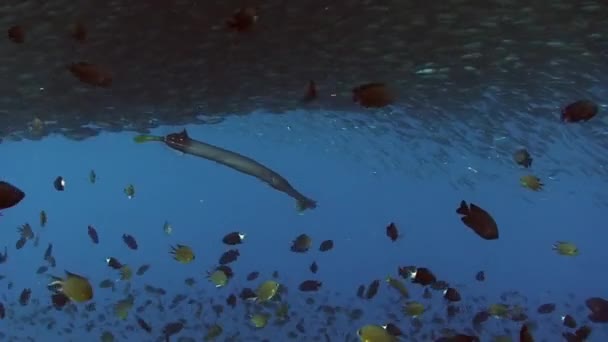 Flötenfische vor dem Hintergrund der Fischschwärme am Korallenriff im Unterwasser des Meeres. — Stockvideo