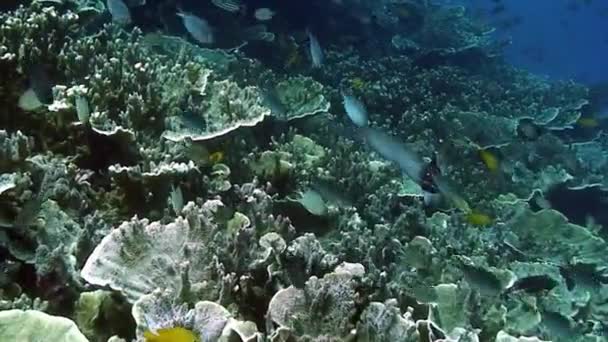 Su altındaki Filipin Denizi 'ndeki mercan resifinin arka planında flüt balığı. — Stok video
