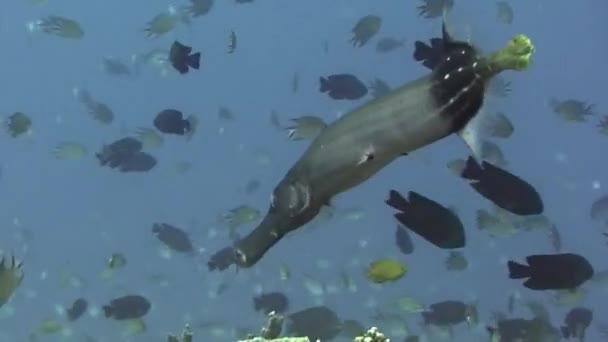 Flauta de pescado en el fondo de la escuela de peces en el mar filipino submarino . — Vídeo de stock