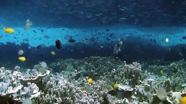 Fluitvissen op de achtergrond van de school van de vis op koraal rif in de onderzeeboot. — Stockvideo
