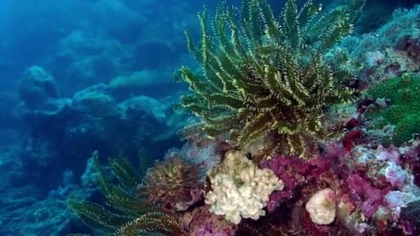 Sea lily plant undewater of Philippine Sea. — Stock Video