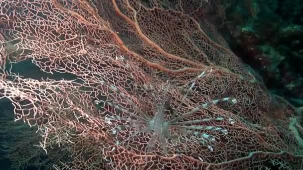 Schorpioenvissen op roze tropisch koraal Gorgonaria ondiep zeewater. — Stockvideo