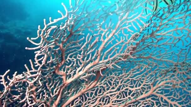 Podvodní růžové tropické korály Gorgonaria na mořském dně Filipínského moře. — Stock video