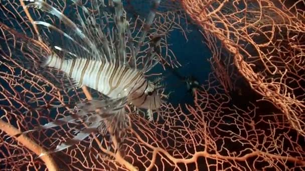 Scorpionfish lwa na różowym tropikalnym koralu Gorgonaria undewater of Sea. — Wideo stockowe