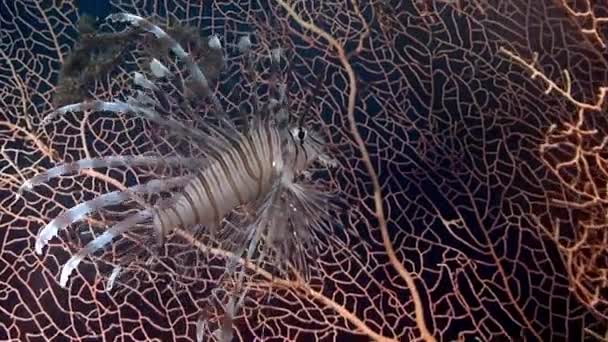 Scorpionfish on coral Gorgonaria undewater of Sea. — Stock video