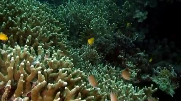 Gelbe kleine Fische am Korallenriff auf dem Unterwasserboden des philippinischen Meeres. — Stockvideo