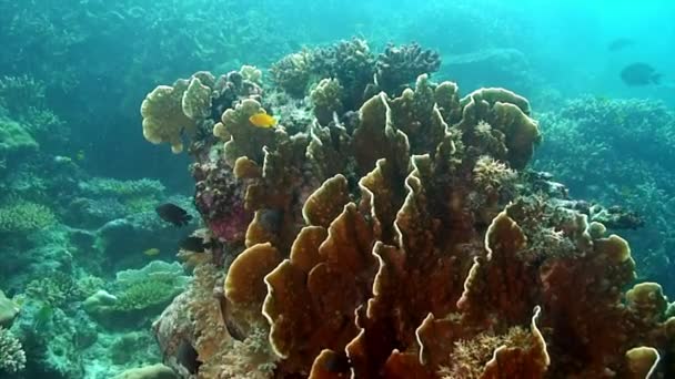 Malé ryby na korálovém útesu na mořském dně Filipínského moře. — Stock video