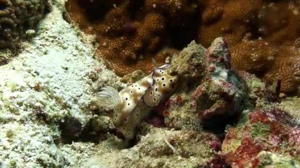 Two nudibranch sea slug Chromodoris splendida with round. — Stock Video