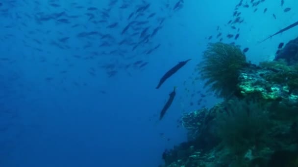 Kinesisk trumpetfisk på korallrev under havsytan. — Stockvideo